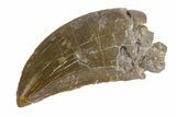 Serrated, Allosaurus Tooth - Colorado #162493-1